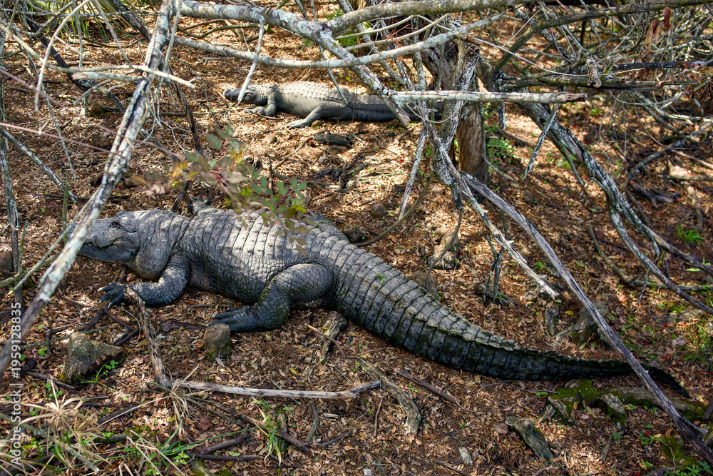 Fototapeta premium American alligator lying on dry ground in natural forest habitat