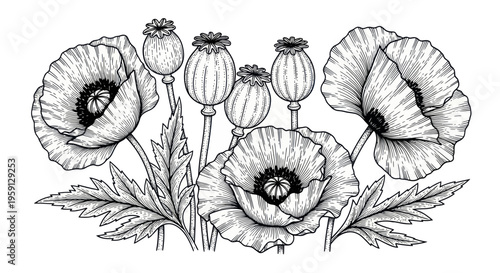Vintage Poppy Flowers Botanical Illustration