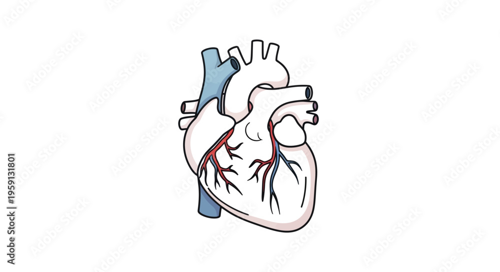 Fototapeta premium Anatomical Illustration of a Human Heart with Detailed Vessels and Arteries Representing Health and Medicine