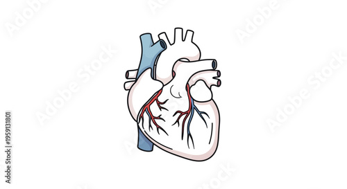 Anatomical Illustration of a Human Heart with Detailed Vessels and Arteries Representing Health and Medicine