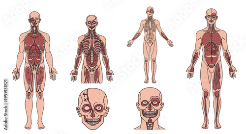 Detailed anatomical diagrams illustrating the muscular system of the human body, including close-ups of the head and neck structures for comprehensive study