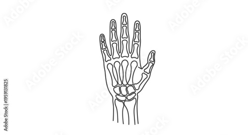 Anatomical Illustration of the Human Hand Skeleton, Depicting Bones and Joints in a Detailed Line Art Style