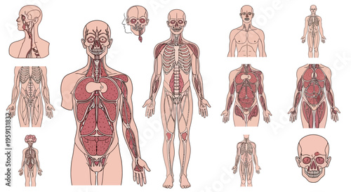 Detailed Collection of Human Anatomical Illustrations Showcasing Muscular, Skeletal, and Circulatory Systems for Biological and Medical Study and Education