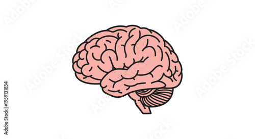 Medical Illustration of the Human Brain with Detailed Anatomical Features Depicting Neural Pathways and Cognitive Function