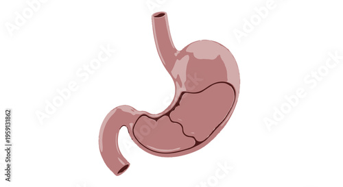 Anatomical illustration of the human stomach, showing its internal structure and compartments, a vital organ for digestion and nutrient absorption