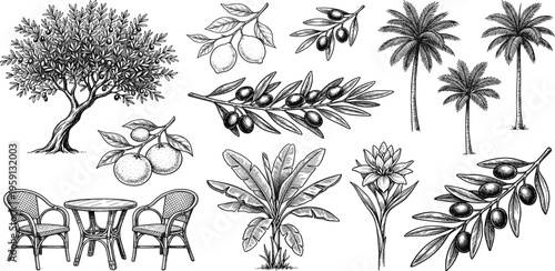 Hand-drawn botanical vector collection olive trees, tropical palms, citrus plants, and charming cafe furniture for diverse natural design themes