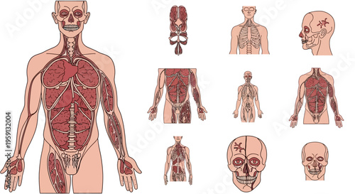 Human Anatomy Illustrations Detailed Diagrams of the Muscular and Skeletal Systems, Organs, and Skull