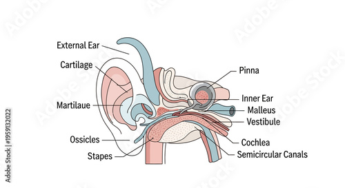 Anatomical diagram illustrating the structure and components of the human ear, including external, middle, and inner ear sections