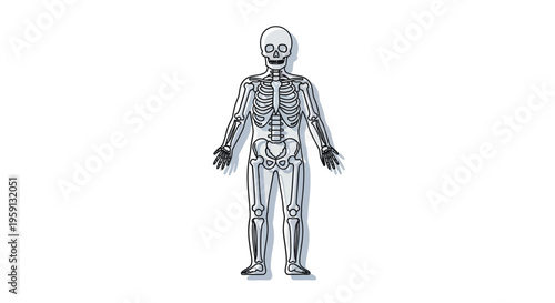 A detailed full body illustration of the human skeleton, showcasing its anatomical structure and proportions, presented in a clear and educational manner on a white background