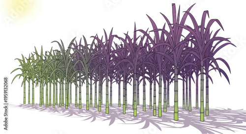 Sugarcane plantation under sunlight, growing crop, agriculture, rural landscape