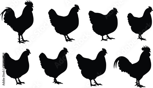 Set of chicken silhouettes including rooster and hen in different poses black vector illustration collection isolated on white