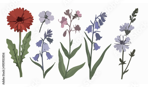 Hand drawn wildflower vector set with gerbera bluebell and chicory botanical illustrations isolated on white