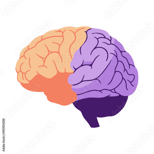 Human Brain Anatomy Illustration with Distinct Lobes.