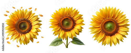 Sunflower flower set isolated on transparent background PNG, front view, side view, macro close-up