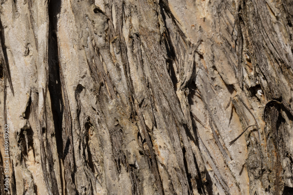 Obraz premium Tree bark texture with lichen natural pattern background