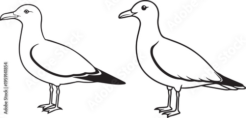 Seagull Bird Side View Illustration