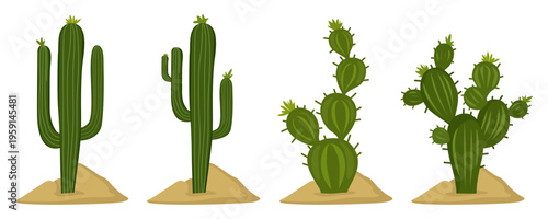 Set of green cacti. Decorative, exotic succulent, and tropical desert plants. Vector illustration of various cacti for design.
