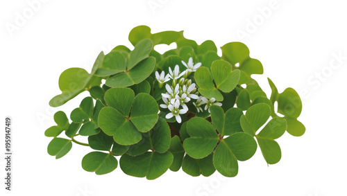Obraz na plátně Vibrant cluster of lush green clover leaves with delicate small white flowers, i