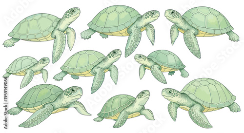 Group of Sea Turtles Swimming Together in Clear Water