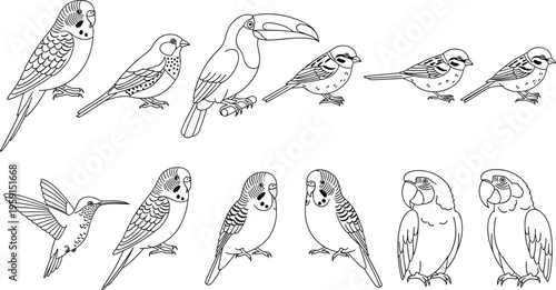 Bird outline illustration set, parrot sparrow hummingbird toucan line art collection, wildlife animal vector drawings for coloring pages design