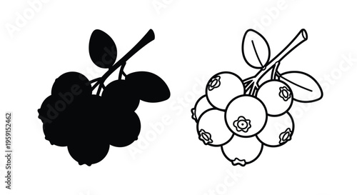 Black and white illustration of blueberry branches with varying detail