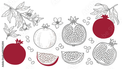 Collection of detailed hand drawn pomegranate sketches showing whole fruit cross sections and individual seeds for botanical or food themes.