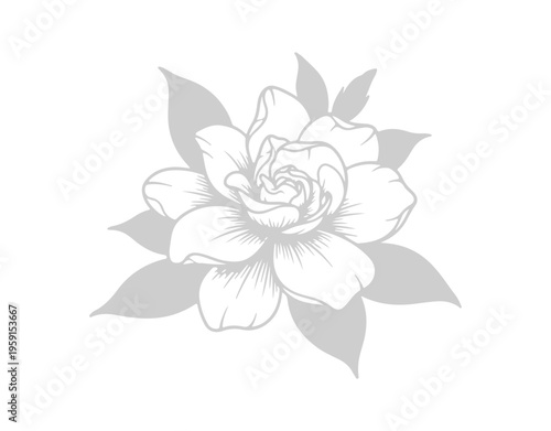 Simple and modern vector illustration of a gardenia jasmine blossom.
