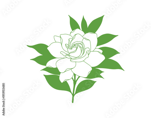 Decorative indoor plant gardenia jasmine shown in vector illustration form.
