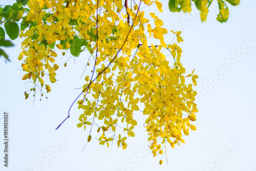 The national flower of Thailand is the Cassia fistula, a flower with yellow petals.