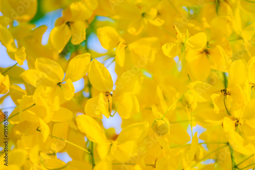 The national flower of Thailand is the Cassia fistula, a flower with yellow petals.