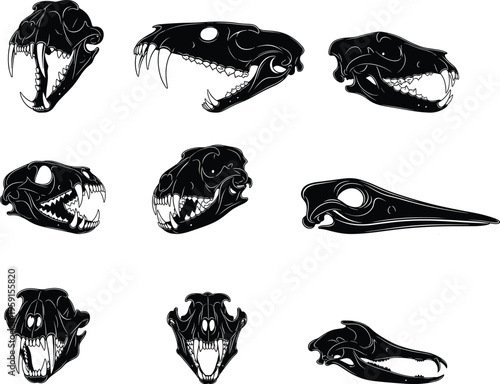 Collection of black animal skull vector illustrations featuring predatory feline, canine and bird skulls with ornate tribal line art patterns for gothic decorative designs and macabre nature concepts.