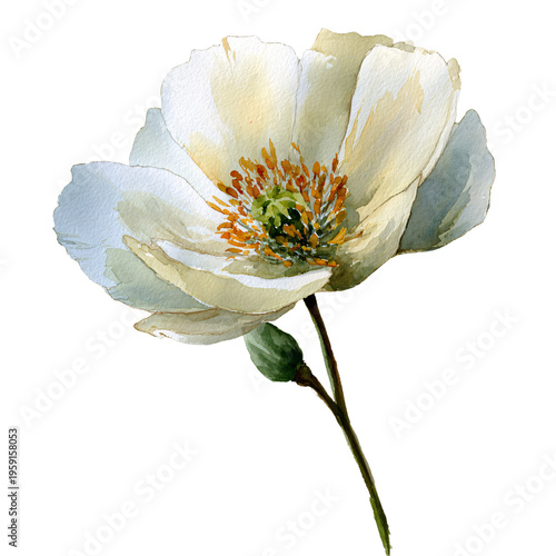 Beautiful White Flower Watercolor on White Background for Elegant Designs