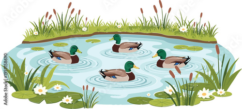 Serene Duck Pond with Mallard Ducks Swimming Among Water Lilies, Grasses, and Flowers in a Peaceful Natural Landscape, Vector Illustration