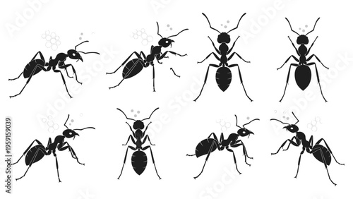 Collection of black ant silhouettes in various poses and angles, including top-down views, isolated on a white background for nature.
