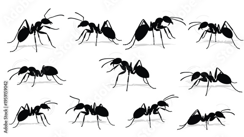 Silhouettes of several ants shown from a side profile in different walking and standing positions, isolated on a white background.