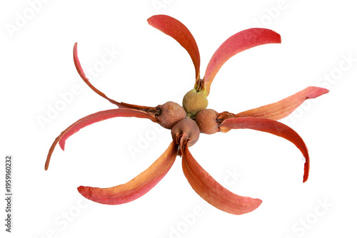 Wild Wild forest seeds of Dipterocarpus, dry season, fallen fruits, isolated on transparent background