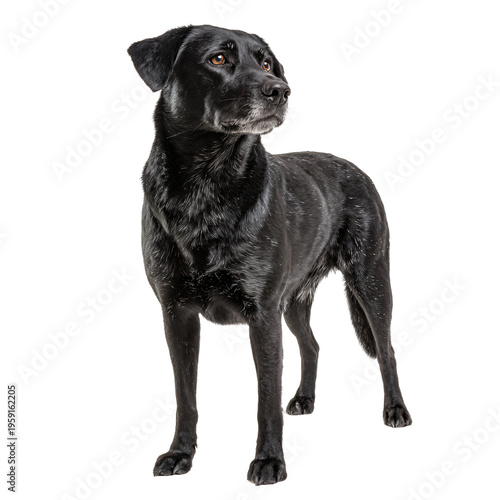 Professional Full Body Depiction of Labrador Retriever Mix Standing Proud Image
