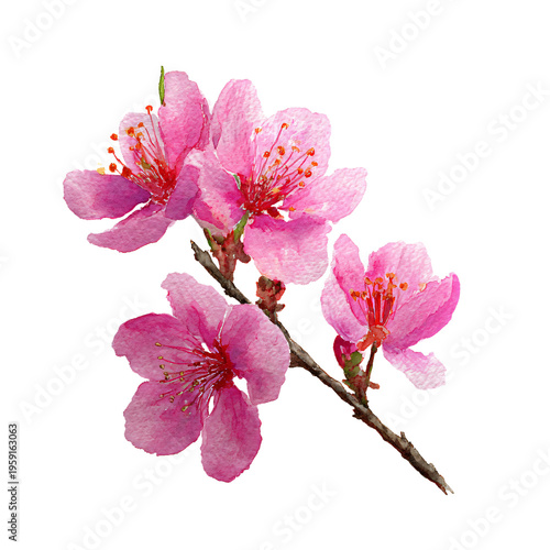 Pink Cherry Blossom Watercolor on White Background: Elegant Floral Design Element for Professional Use