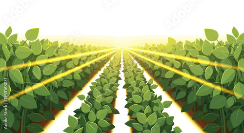 Vast soybean field stretching to horizon with bright sun rays