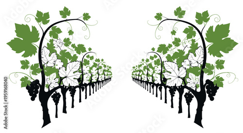 Vineyard rows with green grape leaves and bunches, isolated on white