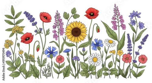 Colorful flowers in a garden.