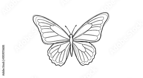 Detailed drawing of a butterfly.