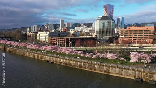 4K aerial drone view of cherry blossom sakura trees in downtown Portland Oregon USA along Willamette River with Steel Bridge and Burnside Bridge and city skyline in sunrise light. Spring urban scene.
