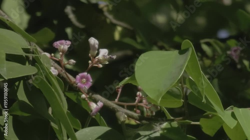 mangosteen flower tree