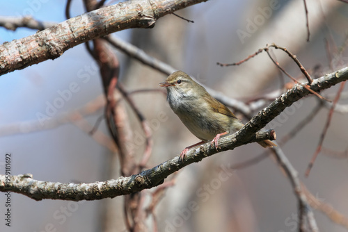 Фотография Japanese Bush Warbler practicing chirping on a thin branch on the shore of Senjo