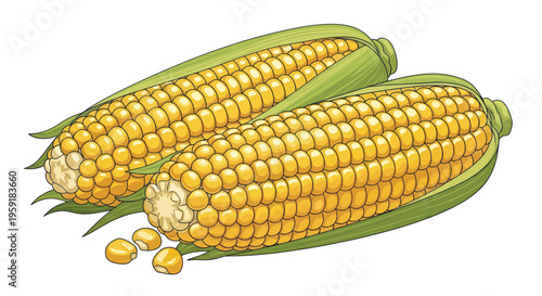 Fresh Corn on the Cob with Loose Kernels, Healthy Vegetable Ingredient