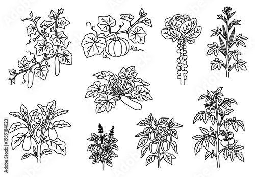 Hand drawn sketch vegetable and plant garden set doodle featuring botanical line art illustration
