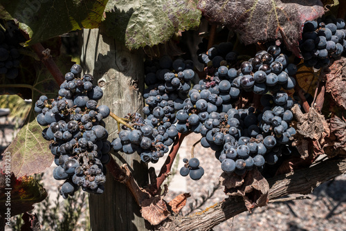 Grapes growing on grapevine in Casablanca Valley, near Santiago
