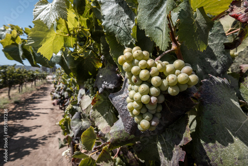 Grapes growing on grapevine in Casablanca Valley, near Santiago