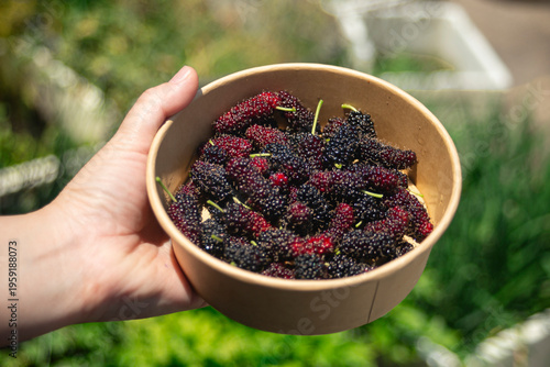 Mulberry fruit in a bowl in woman hand on blurred background